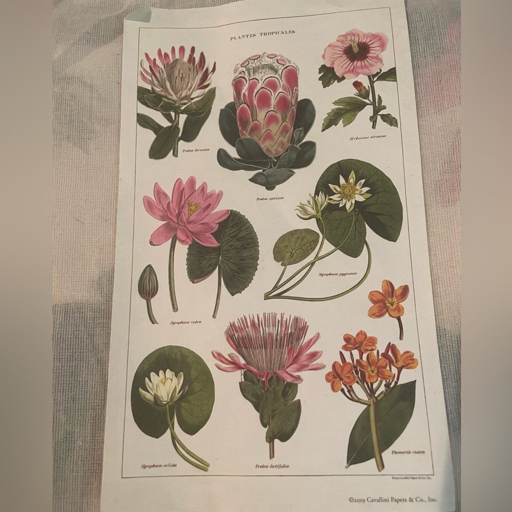 Cavallini & Co. Vintage Tea Towel - Tropical Plants Pattern BRAND NEW NWT - Picture 5 of 11